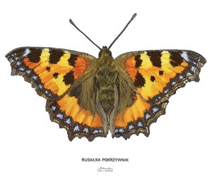 Plakat z rysunkiem Rusałka pokrzywnik 30x34 papier ekologiczny