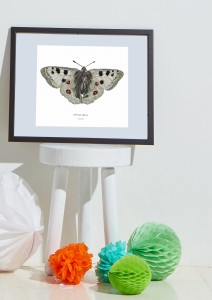 Plakat z rysunkiem Niepylak Apollo 30x34 papier ekologiczny