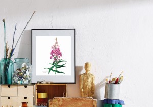 Plakat z rysunkiem Wierzbówka 30x34 papier ekologiczny