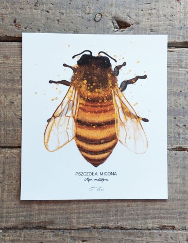 plakat  Pszczoła miodna biel LAS I NIEBO