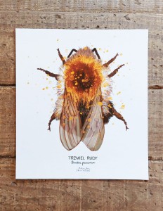 plakat Trzmiel rudy papier biel