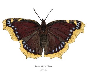 Plakat z rysunkiem Rusałka żałobnik 30x34 papier ekologiczny