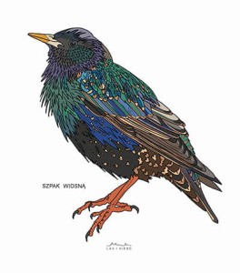 Plakat z rysunkiem SZPAK WIOSNĄ 30cmx34cm