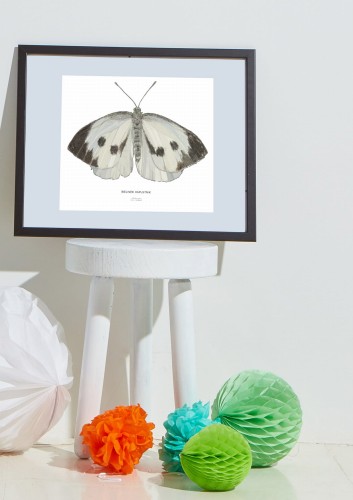 bielinek kapustnik rysunek plakat LAS I NIEBO