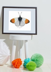 Plakat z rysunkiem Zorzynek rzeżuchowiec 30x34 papier ekologiczny