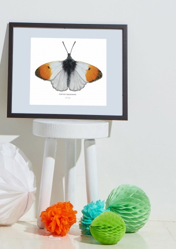 zorzynek rzeżuchowiec plakat rysunek LAS I NIEBO