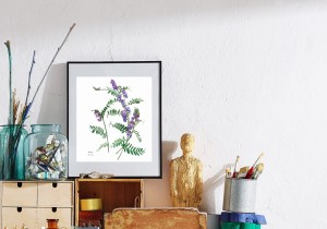 Plakat z rysunkiem Wyka 30x34 papier ekologiczny