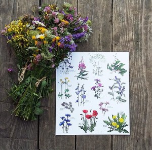 Plakat z rysunkiem Kwiaty polne zbiór 30x34 papier ekologiczny