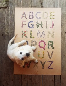 plakat Alfabet Kwiaty polne format B1 (68cm x 980 cm) 