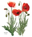 plakat wydruk cyfrowy rysunku Mak polny LAS I NIEBO