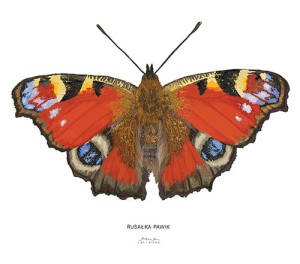 Plakat z rysunkiem Rusałka pawik 30x34 papier ekologiczny