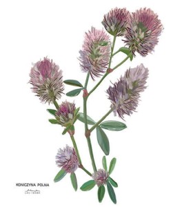 Plakat z rysunkiem  Koniczyna polna 30x34 papier ekologiczny