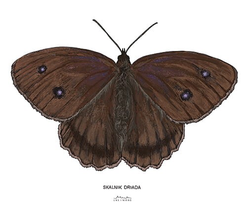 Skalnik driada rysunek plakat las i niebo