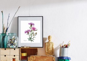 Plakat z rysunkiem Chaber łąkowy 30x34 papier ekologiczny