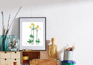 Plakat  z rysunkiem Jaskier polny 30x34 papier ekologiczny