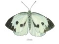 wydruk rysunku Motyl Bielinek kapustnik LAS I NIEBO papier ekologiczny