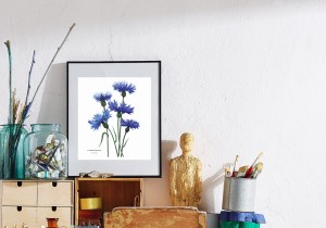 Plakat z rysunkiem Chaber bławatek 30x34 papier ekologiczny