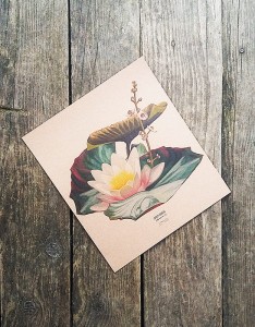 plakat Grzybień biały I papier jasnobrązowy 30cmx34cm